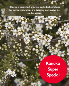 Kanuka 12 Plants Box